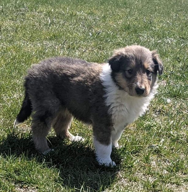 Image Scotch Collle Puppy